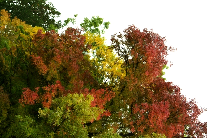 i colori di Guarcino